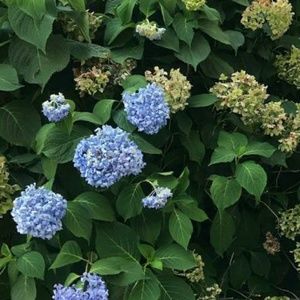 Meet your Posher, Sybil